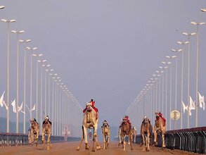 Camel racing in the UAE: A living heritage with a global future