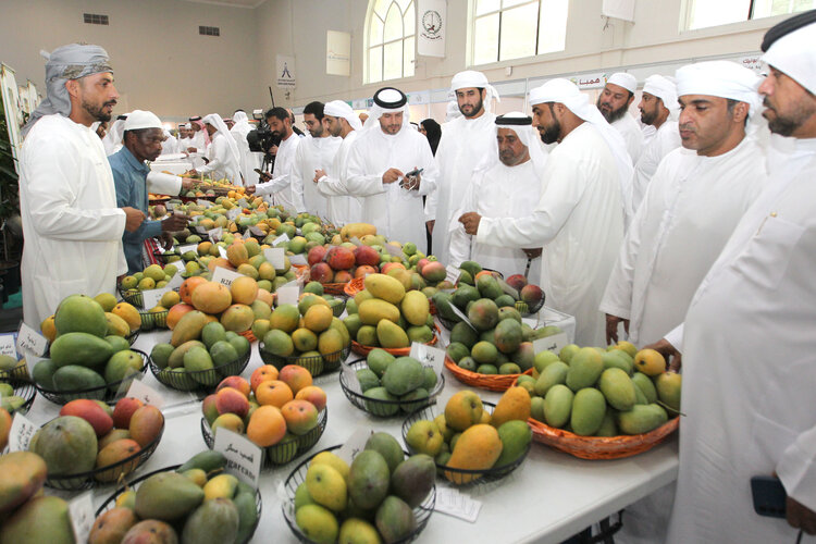 Khorfakkan Mango Festival 2026 opens tomorrow at Expo Khorfakkan with strong participation from farmers