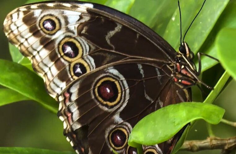 The Green Planet, Dubai Butterfly Garden boost summer tourism