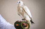 Falcon sells for AED 1.5 million at ADIHEX 2026 auction