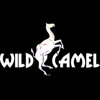 Wild Camel