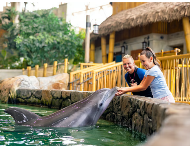 SeaWorld Yas Island is celebrating spring with baby penguins, a new live show and sand art until April 26