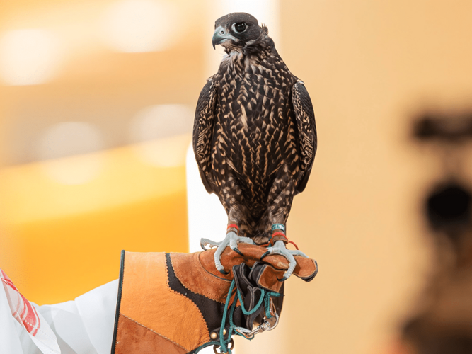 Here’s why you need to visit the International Saudi Falcons and Hunting Exhibition in Riyadh