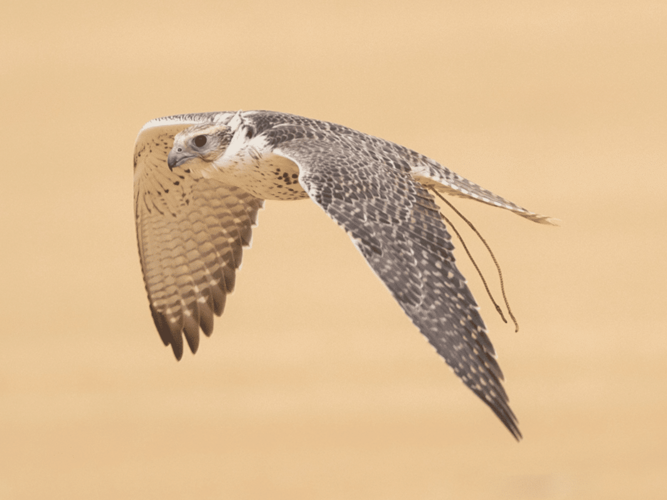 Here’s why you need to visit the International Saudi Falcons and Hunting Exhibition in Riyadh