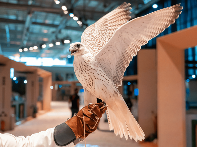 Here’s why you need to visit the International Saudi Falcons and Hunting Exhibition in Riyadh