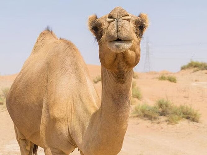 Zayed National Museum to showcase 7,000 years of camel history in landmark exhibition