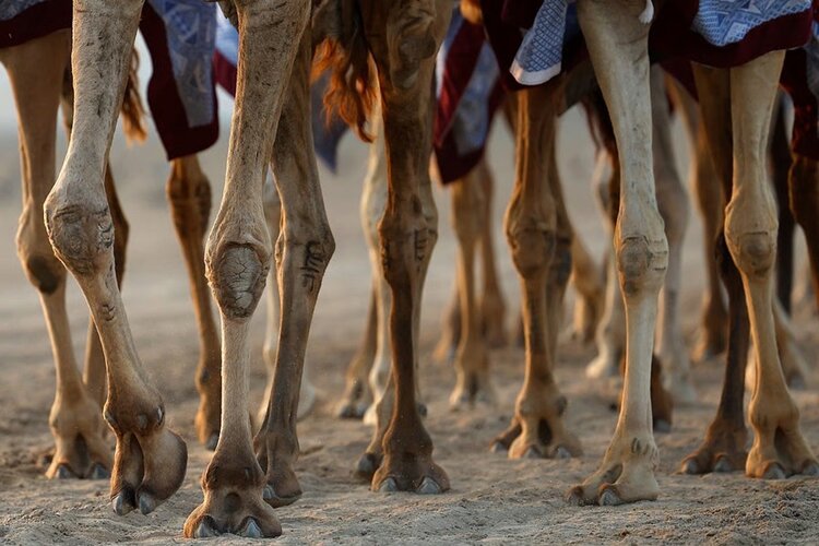 Zayed National Museum to showcase 7,000 years of camel history in landmark exhibition