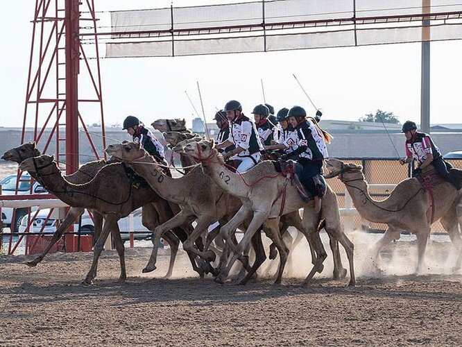 Zayed National Museum to showcase 7,000 years of camel history in landmark exhibition